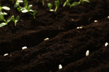 White beans in fertile soil. Vegetable seeds