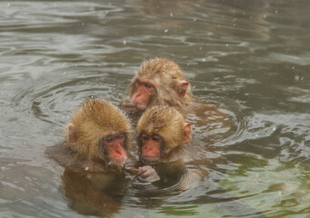 Naklejka premium 温泉に浸かるニホンザル