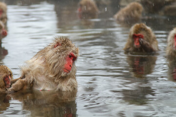 Naklejka premium 温泉に浸かるニホンザル