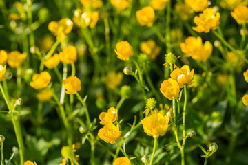 Obraz premium Yellow buttercup flowers in spring on the green natural background. Selective focus.