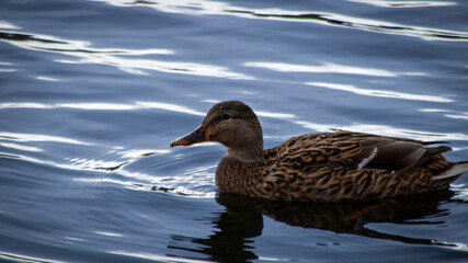 duck on the water