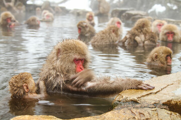 Naklejka premium 温泉に浸かるニホンザル