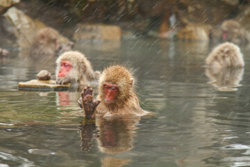 Obraz premium 温泉に浸かるニホンザル