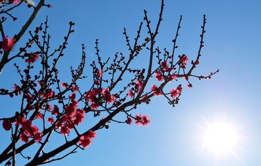 春の便り　紅梅　太陽　青空　風景