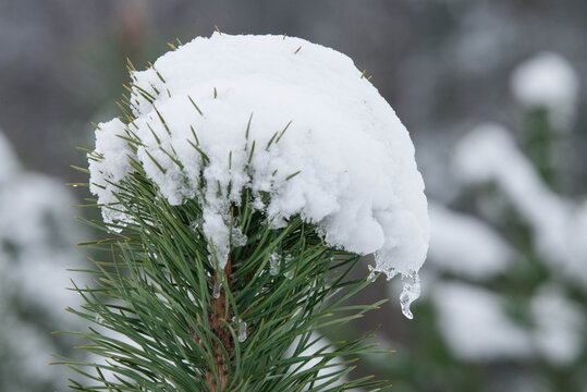 śnieżna czapa na wierzchołku sosny