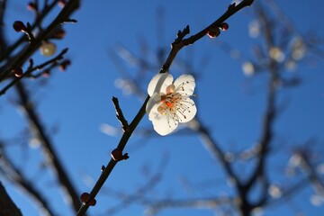 梅の花　白梅　風景　冬