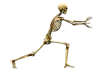 3D Rendering Human Skeleton on White
