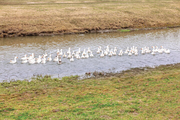 Flock of domestic ducks on the pond