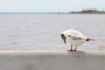  A Black-headed Gull on a Rail