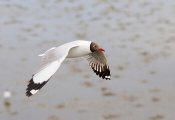 A Black-headed Gull in Flight