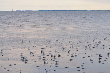 Gulls on Foot Searching for Food