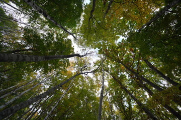 Sapporo, Japan - 15 Oct 2020: Forest in Sapporo Art Park
