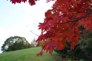 Sapporo, Japan - 15 Oct 2020: Autumn leaves in Sapporo Art Park