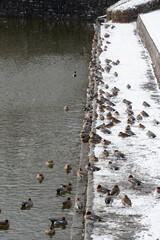 雪が積もっている池のほとりのカモの大群