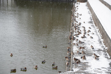 雪が積もっている池のほとりのカモの大群