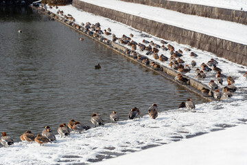 雪が積もっている池のほとりのカモの大群