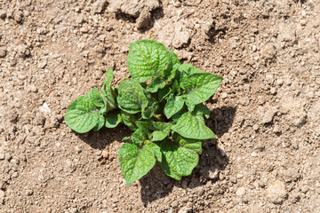 Plantas o matas de patatas recién nacidas en la huerta