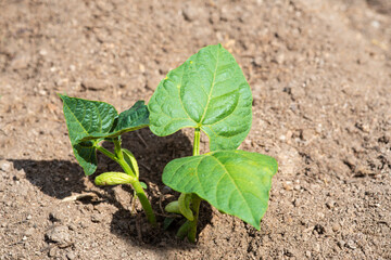 Plantas de judías germinando y creciendo en la huerta ecológica