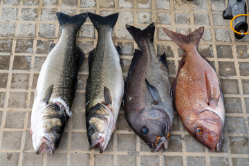 fresh fish caught while spearfishing