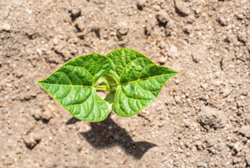 Plantas de judías germinando y creciendo en la huerta ecológica