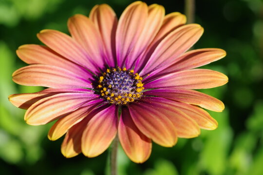 Primer plano en macro de una bella flor de osteopermum (margarita africana o de El Cabo) de color anaranjado.