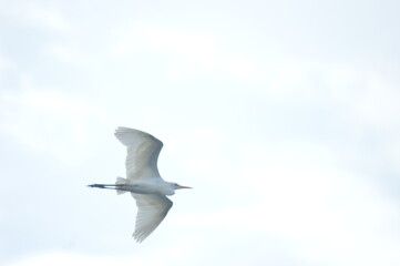 White heron on flight