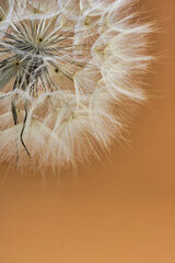dry dandelion detail  on ocher background