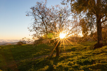 Paisaje de árbol y sol © patriciaphotos