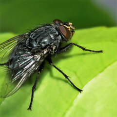 Blaue Schmeißfliege (Calliphora vicina)