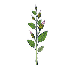 Branch with leaves and flower buds. Vector isolated element for design.