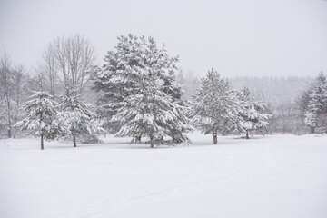 Winter landscape with snowy trees and snowflakes.