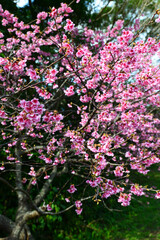 鮮やかな緋寒桜