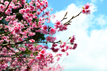 鮮やかな緋寒桜