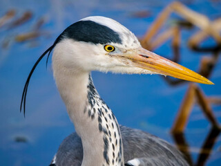 Gray heron (Ardea cinerea), close up portrait of head, big wading bird standing in the water, details of his gray feathers and long beak, scene form wild nature.