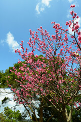 鮮やかな緋寒桜