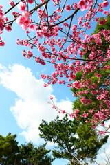鮮やかな緋寒桜