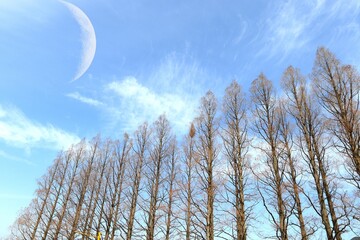 メタセコイヤと青空とちょこっと月