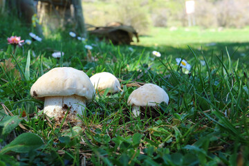 mushroom in the grass