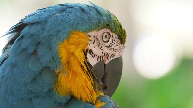 Close up of macaw blue and yellow parrot in 4K slow motion 60fps