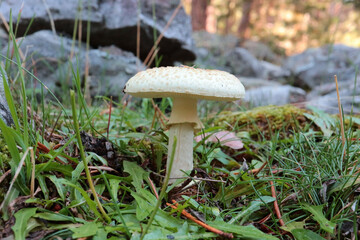mushroom in the grass