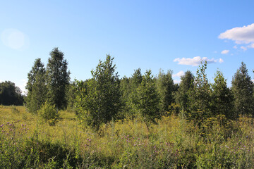 green trees grow in summer in Siberia forest in nature with grass in the park