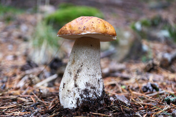 boletus edulis mushroom
