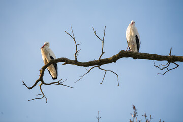 Two adult storks sitting on the bare branch of a tree against a blue sky