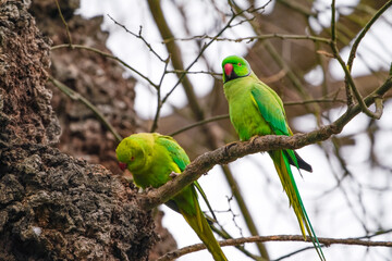 Big green parrots on a branch