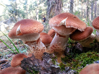 mushrooms in the forest