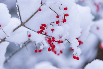 雪が積もる赤い木の実のアップ