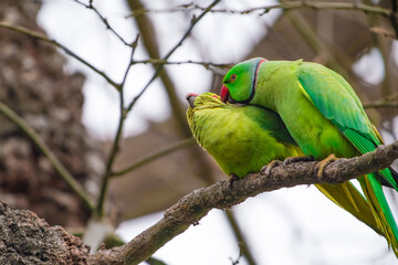 Parrot male grooming female on branch