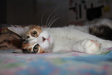 beautiful fluffy cat lies resting watching