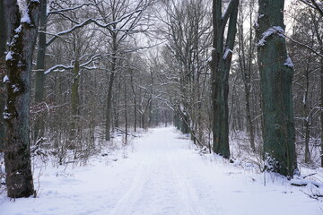 Weißer Wanderweg im Wald im Winter (Grunewald, Berlin)