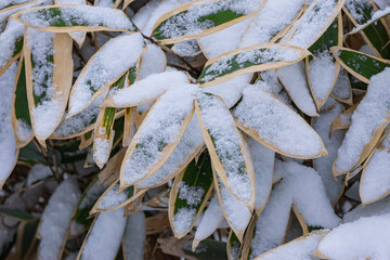クマザサに積もる雪
